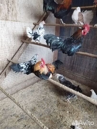 Куры петухи