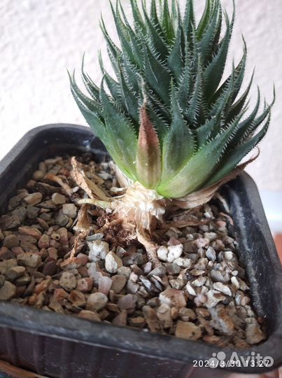 Цветы комнатные