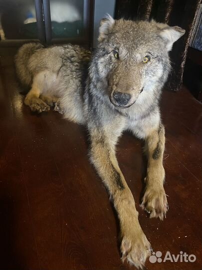 Чучело волка