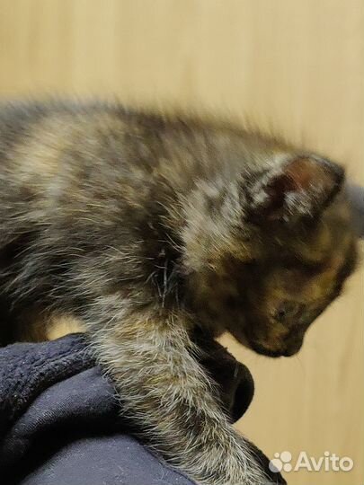 Котенок девочка