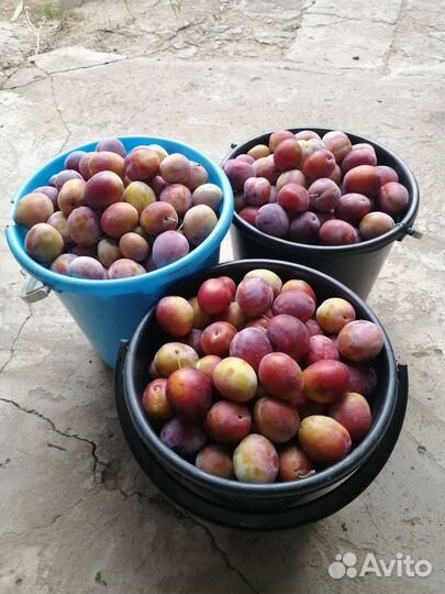 Слива крупная