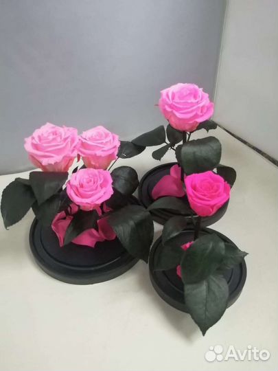 Роза в колбе