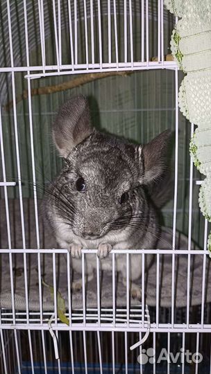 Шиншилла с клеткой