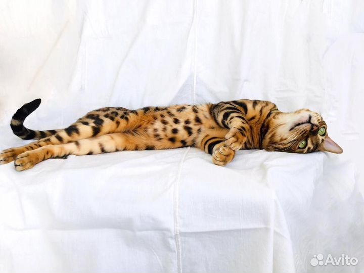 Красавец кот Кирюша для вязки