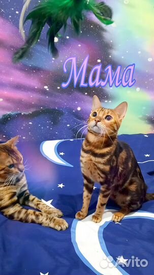 Бенгальские котята