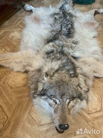 Элитная шкура волка- ковёр