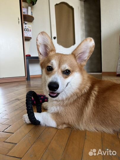 Догситер, передержка для собак и кошек