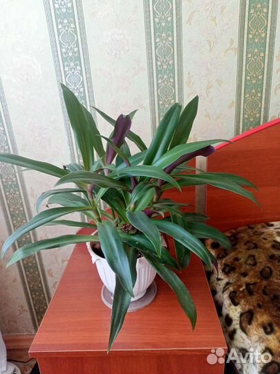 Традесканция