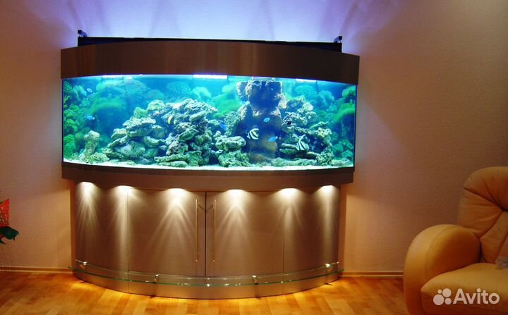 Чистка и обслуживание аквариумов на дому и в офисе