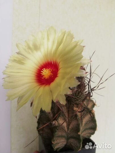 Кактусы сеянцы