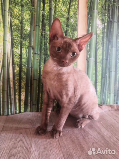 Котята девон-рекс