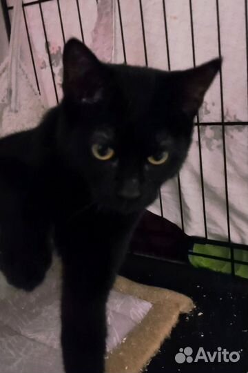 Кошечка пантерка просит помощи, иначе приют