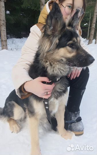 Собака в добрые руки