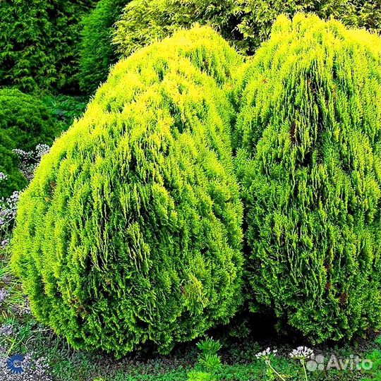 Туи колумна