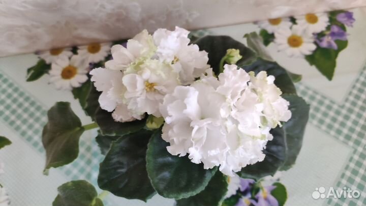 Фиалка белая