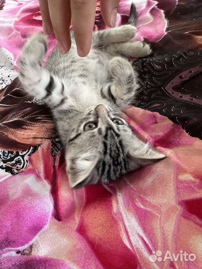 В добрые руки