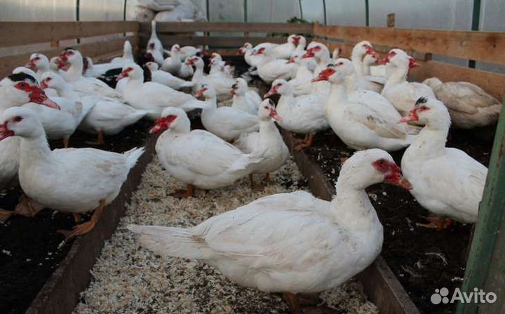 Бройлерные индоутята Тяжёлая линия Франции Гримо