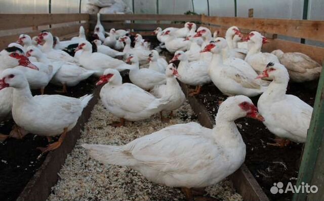 Бройлерные индоутята Тяжёлая линия Франции Гримо