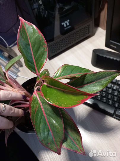 Аглаонема крит