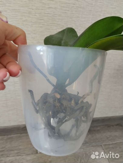 Орхидея miki crown