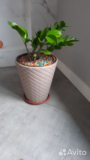 Комнатные цветы замиокулькас