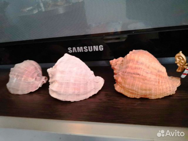 Морские ракушки раковины и коралы