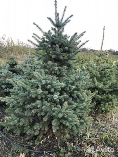 Ель голубая глаука