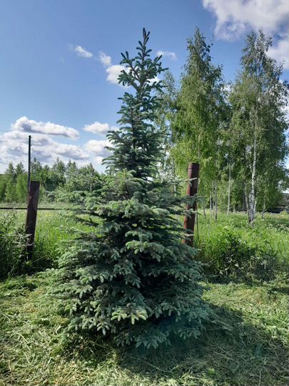 Участок 15 сот. (ИЖС)