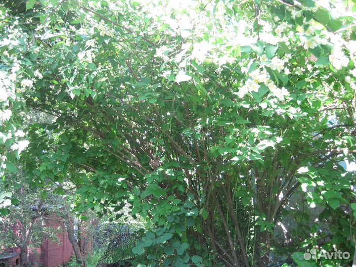 Очень Большой куст жасмина