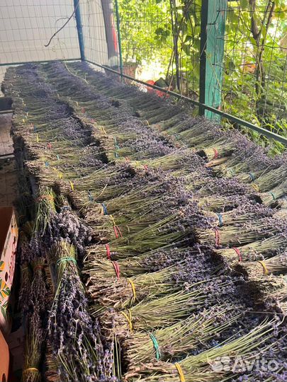 Крымская Лаванда