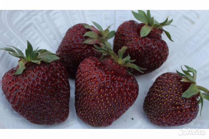 Рассада клубники сорт