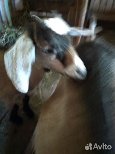 Англо нубийские козы