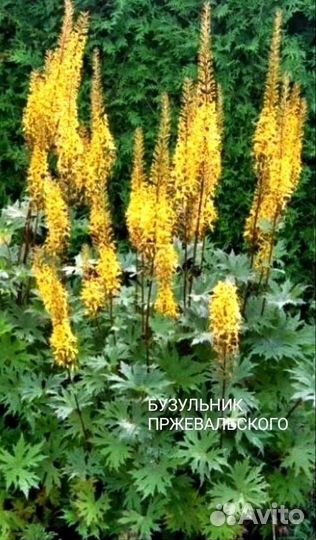 Цветы многолетники