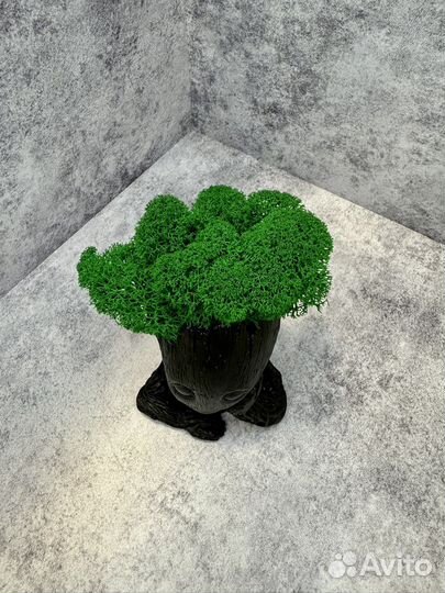 Кашпо со стабилизированным мхом