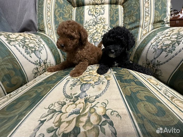 Йоркипу F1 мини и стандарт (гибрид)