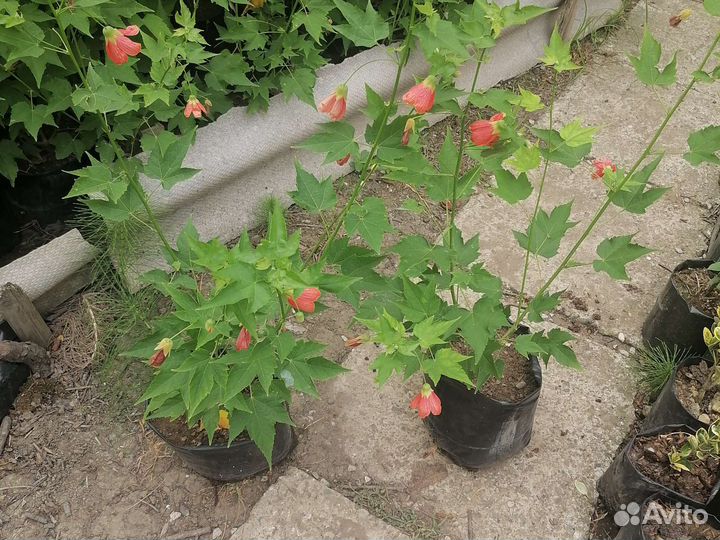 Клён абутилон