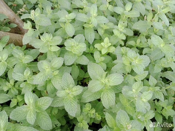 Мята на срезку для чая