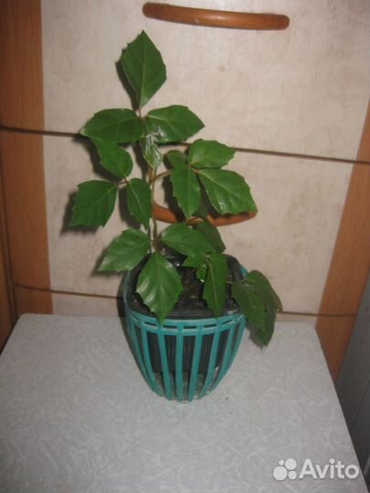 Растение березка (циссус)