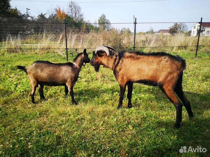 Козлы на вязку