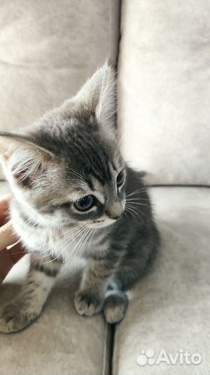 Котенок