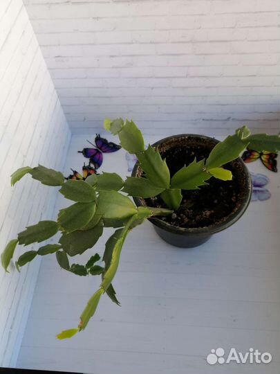 Декабрист красный и розовый