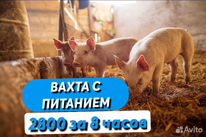 Вахта по 8 часов/Рабочий на ферму/Воронеж