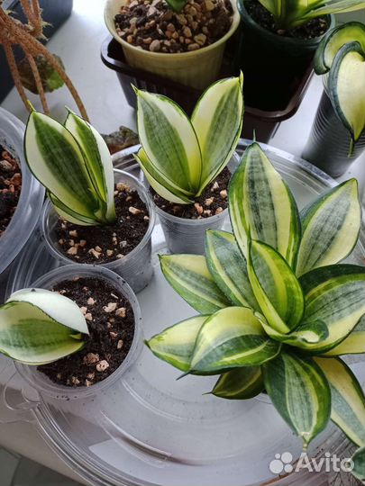 Сансевиерия сортовая