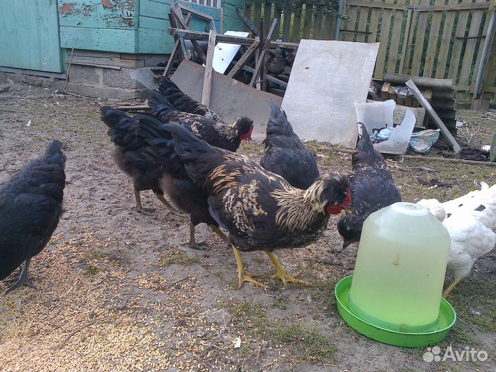 Молодые петушки