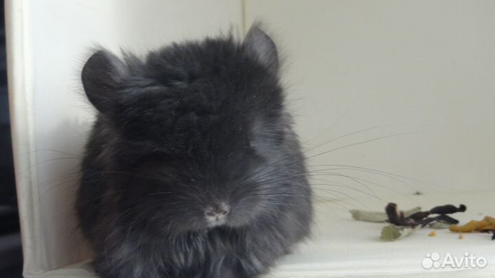 Шиншиллы Ангоры