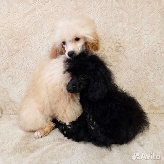 Пудель миниатюра