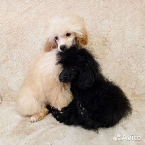 Пудель миниатюра