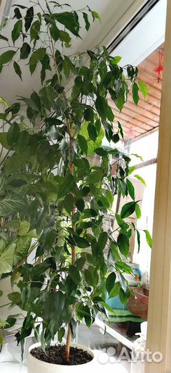 Фикус бенджамина, большой
