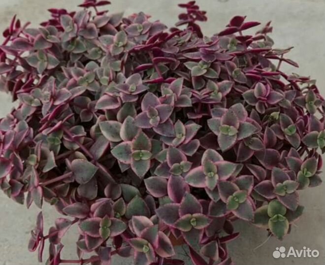 Красула окаймлённая маргинал