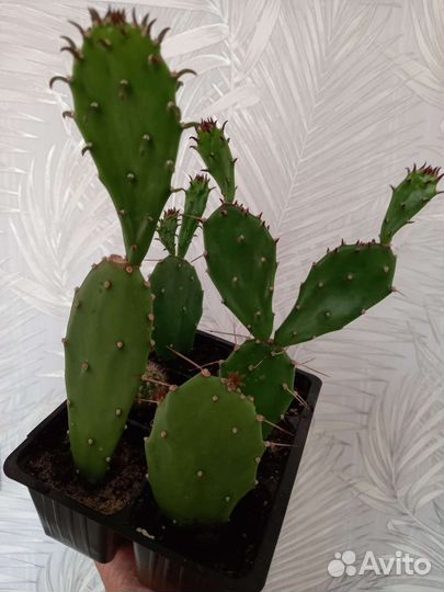 Кактус опунция